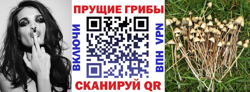 OMG tor  это официальный сайт  Псилоцибиновые грибы Cubensis  Касли 